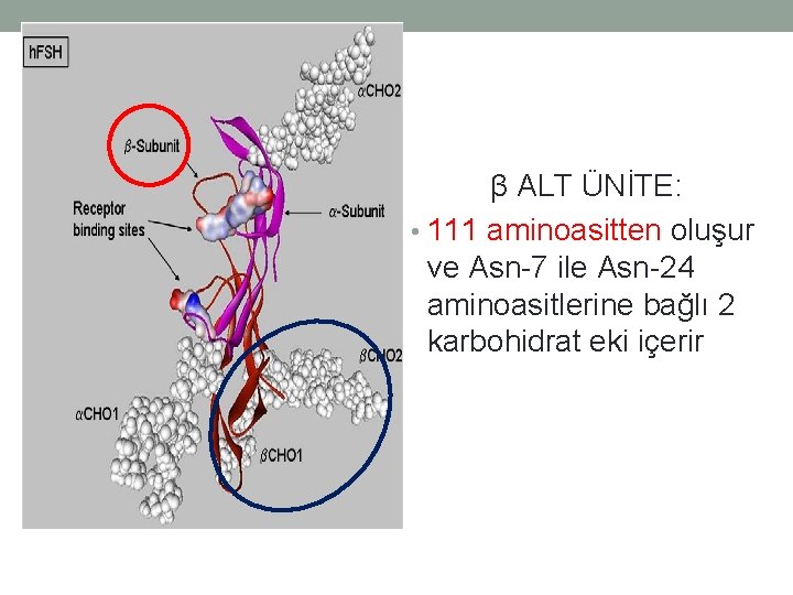 β ALT ÜNİTE: • 111 aminoasitten oluşur ve Asn-7 ile Asn-24 aminoasitlerine bağlı 2