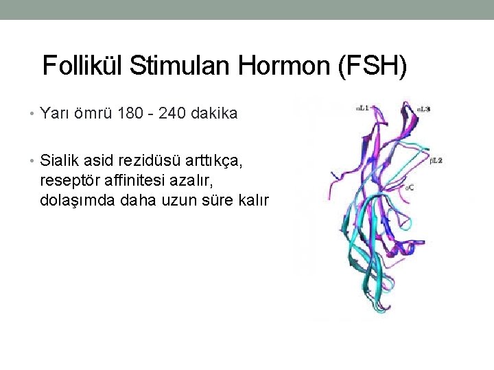 Follikül Stimulan Hormon (FSH) • Yarı ömrü 180 - 240 dakika • Sialik asid