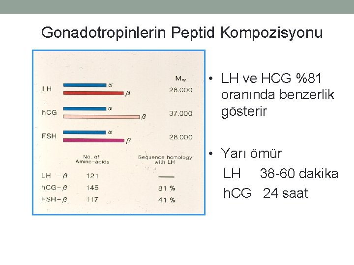 Gonadotropinlerin Peptid Kompozisyonu • LH ve HCG %81 oranında benzerlik gösterir • Yarı ömür