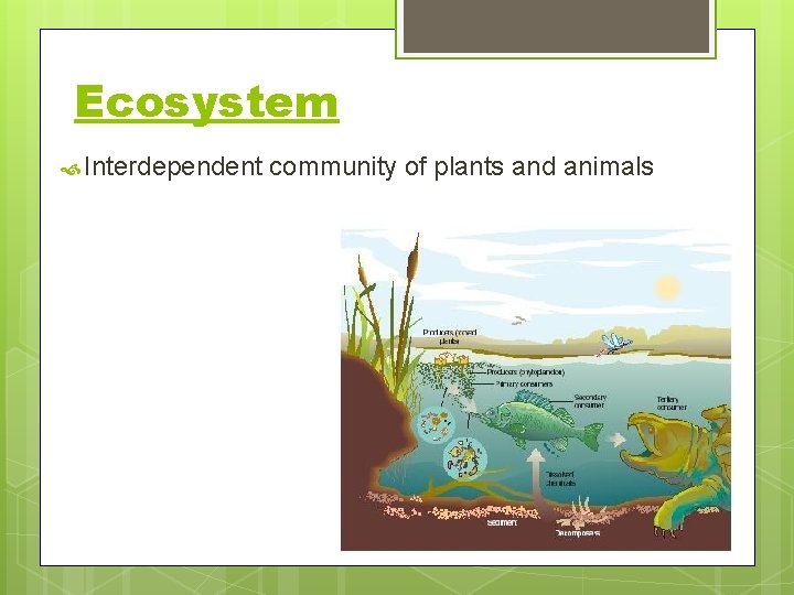 Ecosystem Interdependent community of plants and animals 
