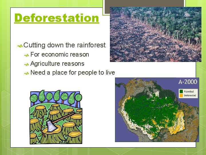 Deforestation Cutting For down the rainforest economic reason Agriculture reasons Need a place for