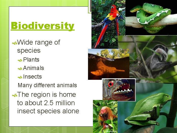 Biodiversity Wide range of species Plants Animals Insects Many different animals The region is