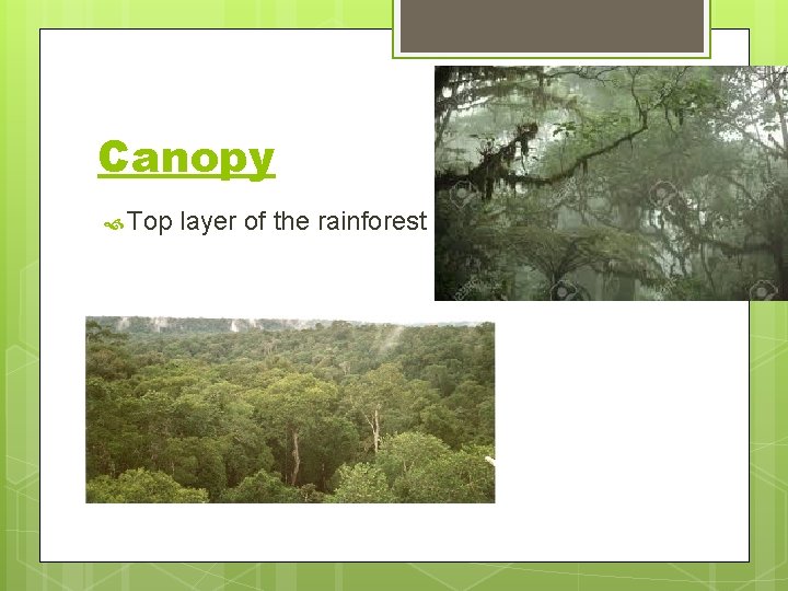 Canopy Top layer of the rainforest 