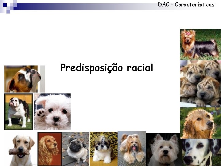 DAC - Características Predisposição racial 