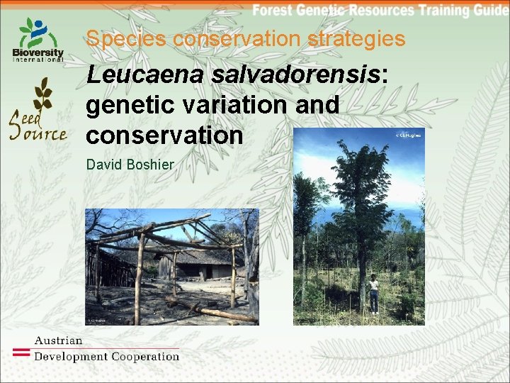 Species conservation strategies Leucaena salvadorensis: genetic variation and conservation David Boshier 