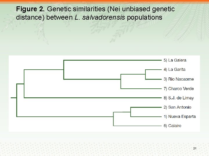 Figure 2. Genetic similarities (Nei unbiased genetic distance) between L. salvadorensis populations 21 