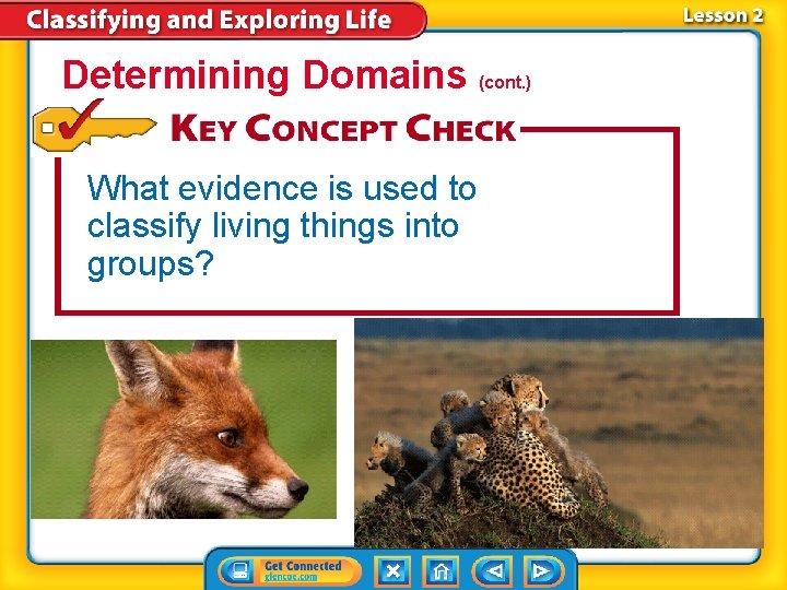 Determining Domains (cont. ) What evidence is used to classify living things into groups?