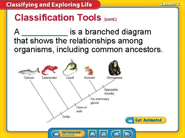 Classification Tools (cont. ) A _____ is a branched diagram that shows the relationships