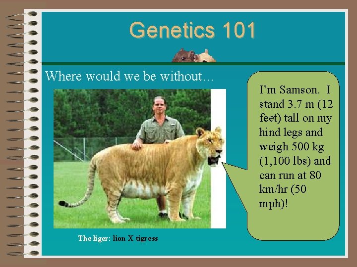 Genetics 101 Where would we be without… The liger: lion X tigress liger I’m