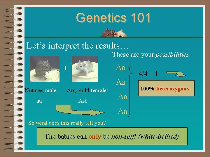 Genetics 101 Let’s interpret the results… These are your possibilities. + Aa Aa Nutmeg
