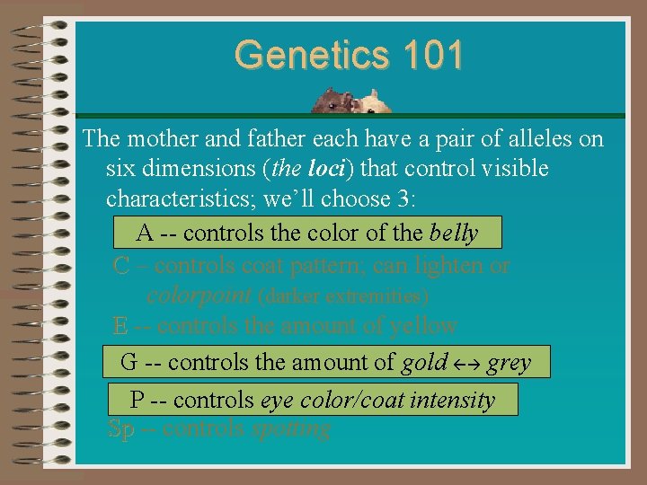 Genetics 101 The mother and father each have a pair of alleles on six