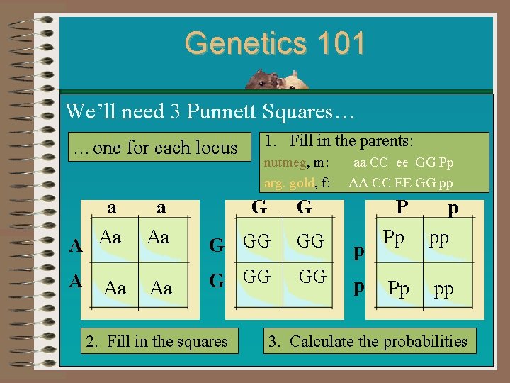 Genetics 101 We’ll need 3 Punnett Squares… …one for each locus 1. Fill in
