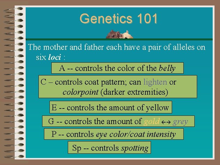 Genetics 101 The mother and father each have a pair of alleles on six