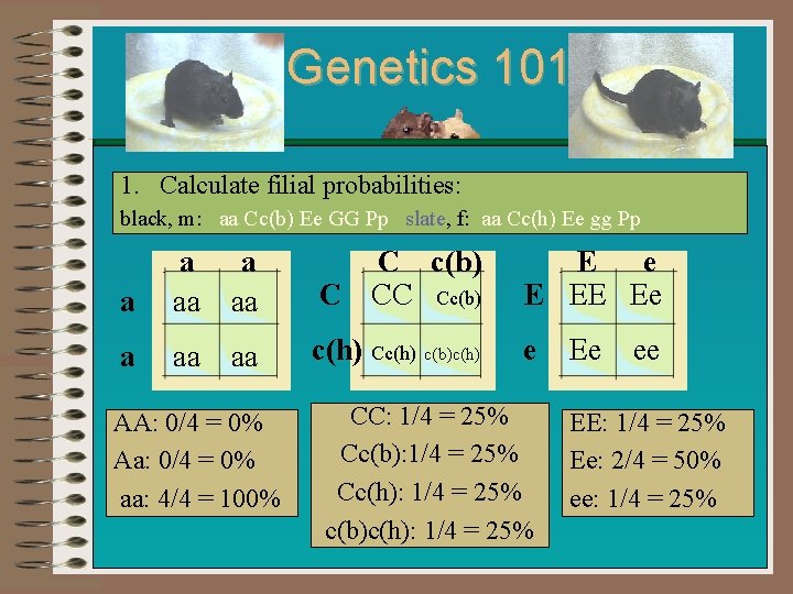 Genetics 101 1. Calculate filial probabilities: black, m: aa Cc(b) Ee GG Pp slate,
