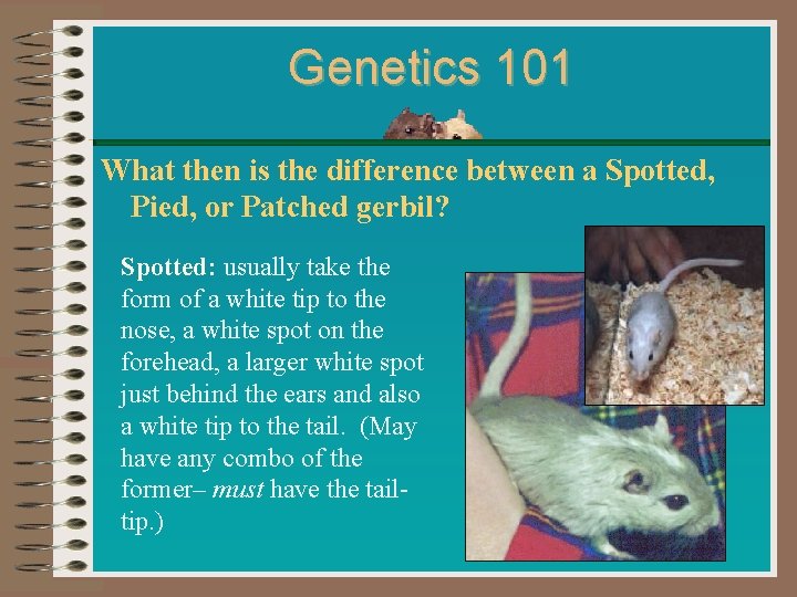 Genetics 101 What then is the difference between a Spotted, Pied, or Patched gerbil?