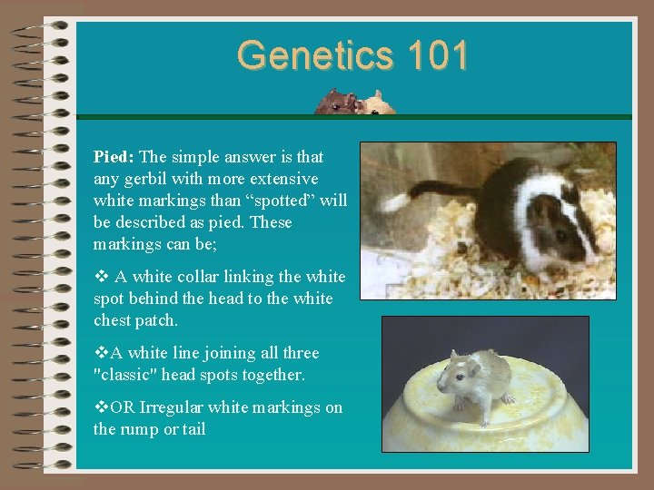 Genetics 101 Pied: The simple answer is that any gerbil with more extensive white