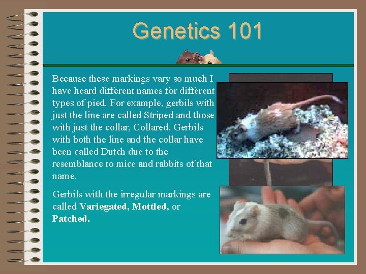 Genetics 101 Because these markings vary so much I have heard different names for