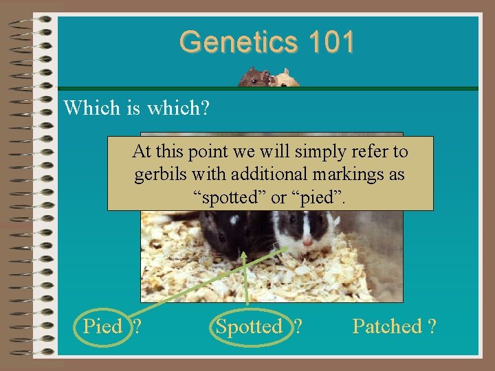 Genetics 101 Which is which? At this point we will simply refer to gerbils
