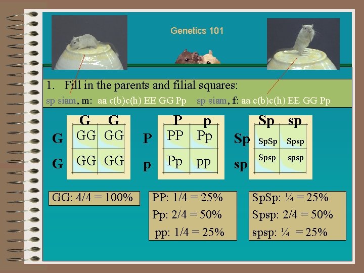 Genetics 101 1. Fill in the parents and filial squares: sp siam, m: aa