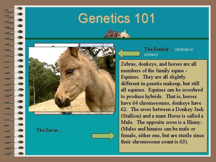 Genetics 101 The Zonkey… (zedonk or zebrass) The Zorse… Zebras, donkeys, and horses are