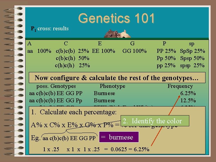 P 1 cross: results Genetics 101 A C E G aa 100% c(b) 25%