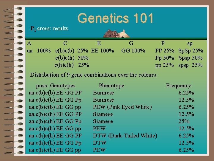 P 1 cross: results Genetics 101 A C E G aa 100% c(b) 25%