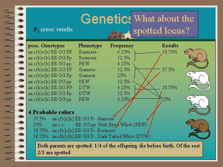 Genetics. What about the 101 spotted locus? P 1 cross: results poss. Genotypes Phenotype