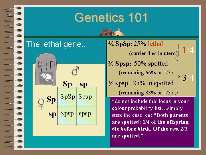 Genetics 101 The lethal gene… Sp sp Sp Spsp sp Spsp spsp ¼ Sp.