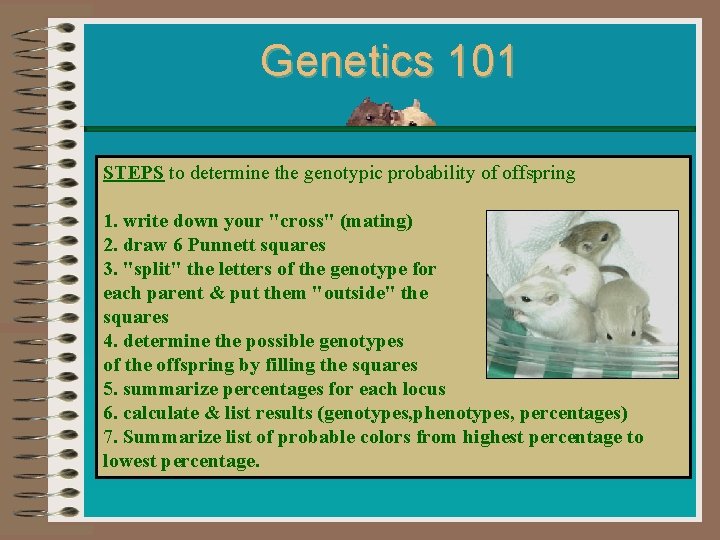 Genetics 101 STEPS to determine the genotypic probability of offspring 1. write down your