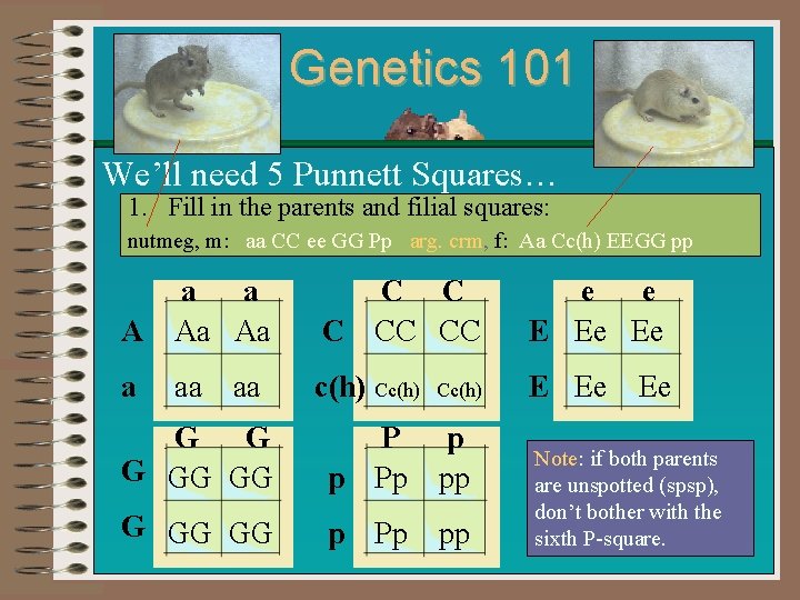 Genetics 101 We’ll need 5 Punnett Squares… 1. Fill in the parents and filial
