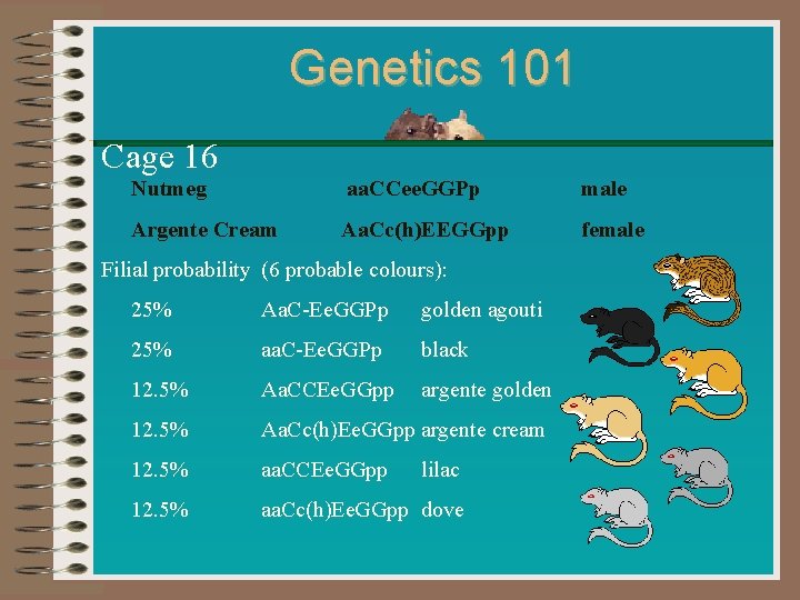 Genetics 101 Cage 16 Nutmeg aa. CCee. GGPp male Argente Cream Aa. Cc(h)EEGGpp female