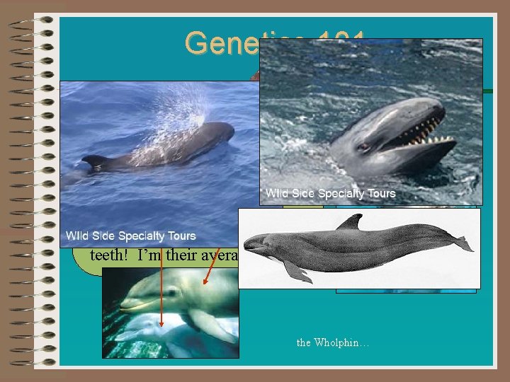 Genetics 101 I’m Kekaimalu, the world’s first and only wholphin. My smaller mom, a