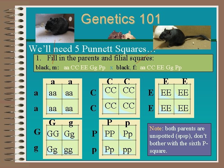 Genetics 101 We’ll need 5 Punnett Squares… 1. Fill in the parents and filial