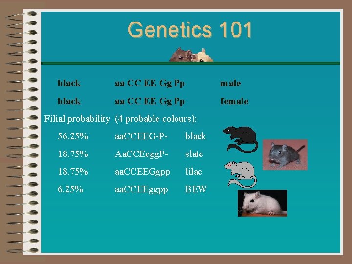 Genetics 101 black aa CC EE Gg Pp male black aa CC EE Gg