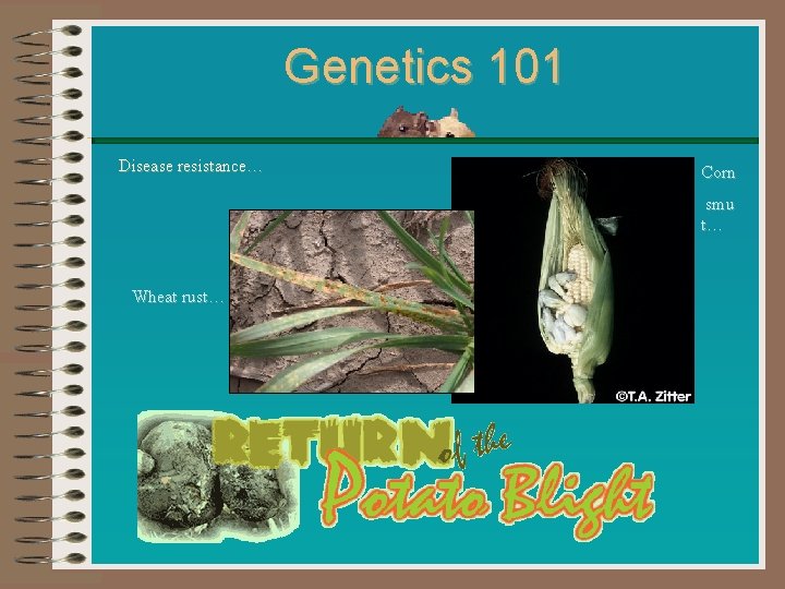 Genetics 101 Disease resistance… Corn smu t… Wheat rust… 