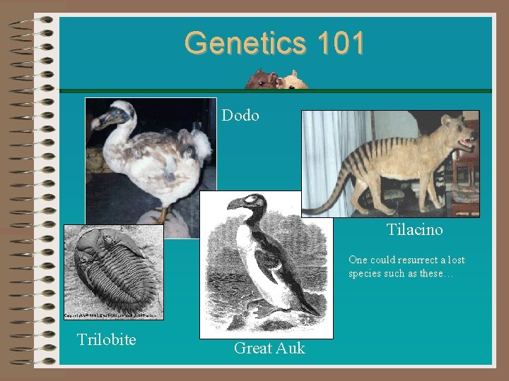 Genetics 101 Dodo Tilacino One could resurrect a lost species such as these… Trilobite