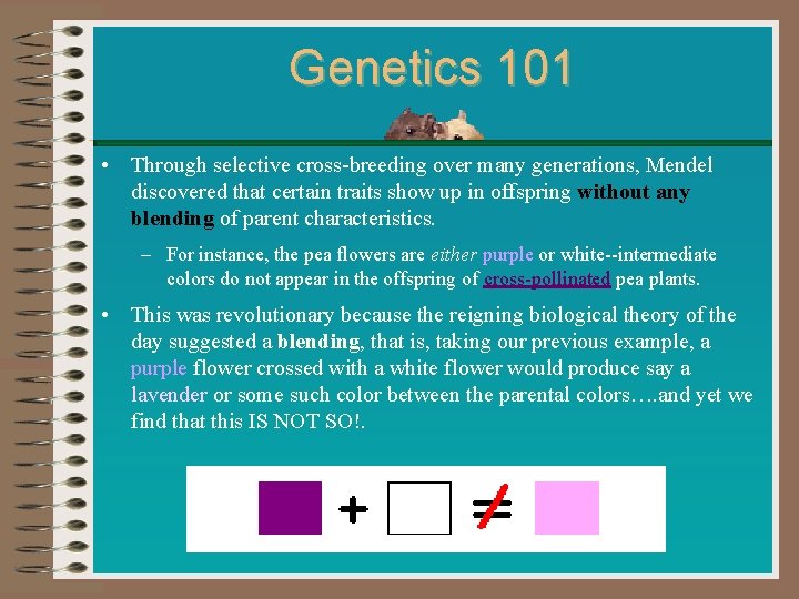 Genetics 101 • Through selective cross-breeding over many generations, Mendel discovered that certain traits