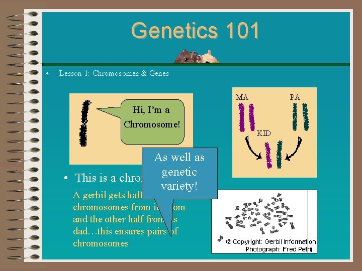 Genetics 101 • Lesson 1: Chromosomes & Genes MA Hi, I’m a Chromosome! As