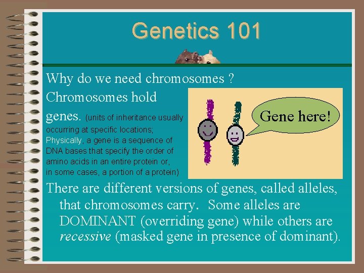 Genetics 101 Why do we need chromosomes ? Chromosomes hold genes. (units of inheritance