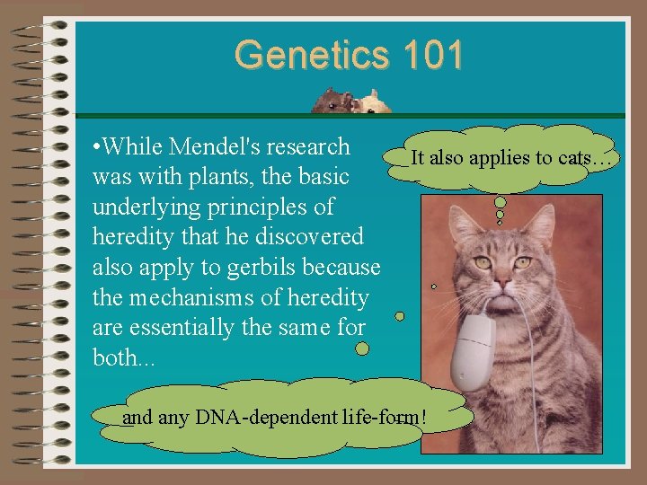 Genetics 101 • While Mendel's research It also applies to cats… was with plants,
