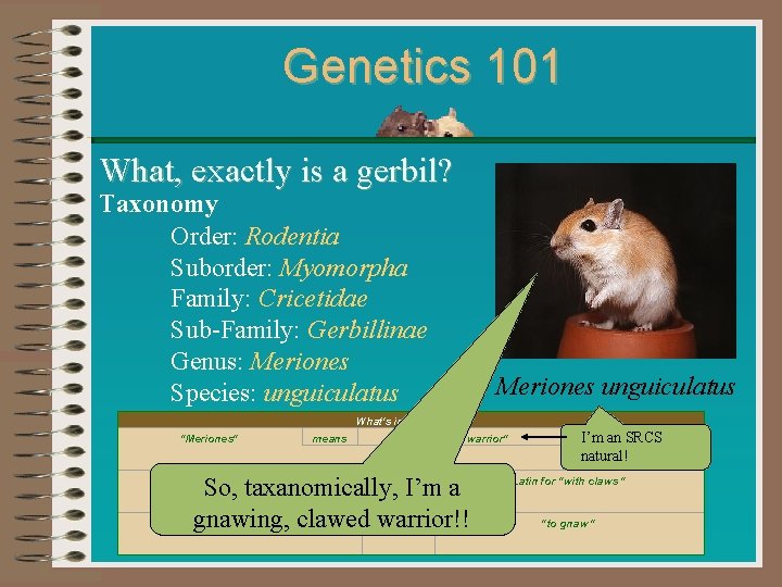 Genetics 101 What, exactly is a gerbil? Taxonomy Order: Rodentia Suborder: Myomorpha Family: Cricetidae