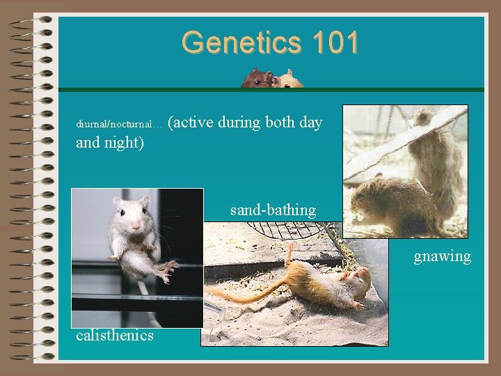 Genetics 101 diurnal/nocturnal… diurnal/nocturnal (active during both day and night) sand-bathing gnawing calisthenics 