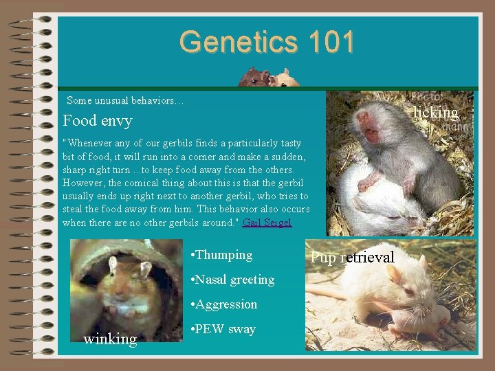 Genetics 101 Some unusual behaviors… licking Food envy "Whenever any of our gerbils finds