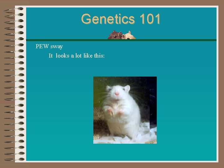 Genetics 101 PEW sway It looks a lot like this: 