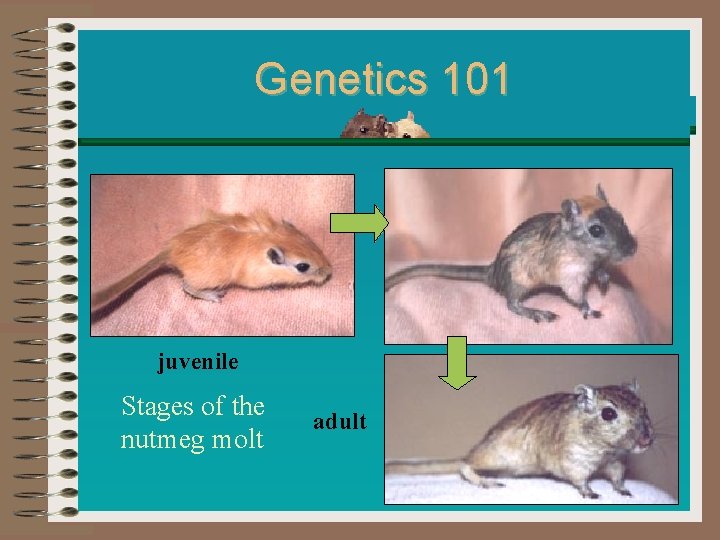 Genetics 101 juvenile Stages of the nutmeg molt adult 