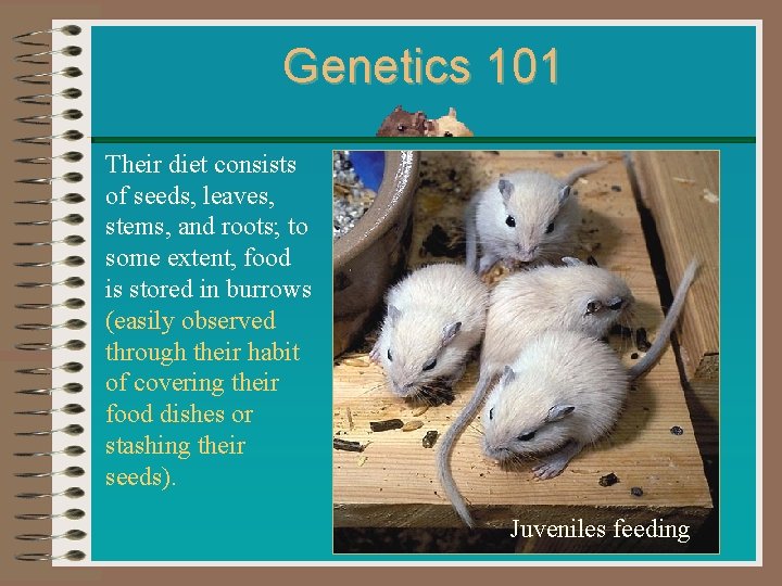 Genetics 101 Their diet consists of seeds, leaves, stems, and roots; to some extent,