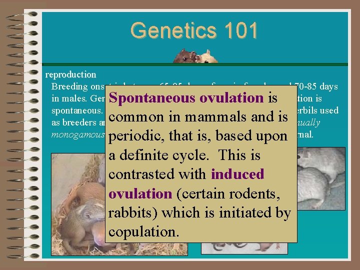 Genetics 101 reproduction Breeding onset is between 65 -85 days of age in females