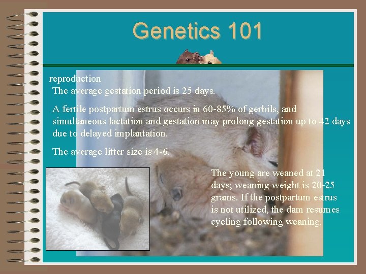Genetics 101 reproduction The average gestation period is 25 days. A fertile postpartum estrus