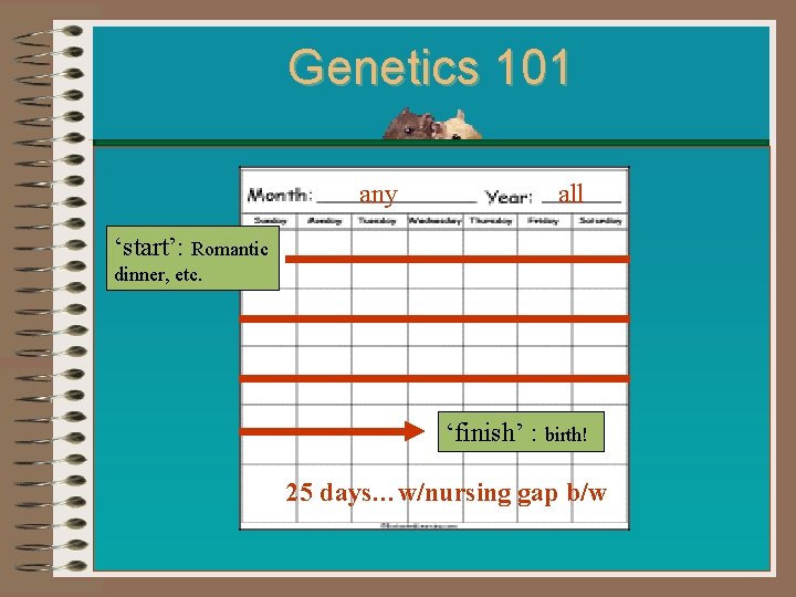 Genetics 101 any all ‘start’: Romantic dinner, etc. ‘finish’ : birth! 25 days…w/nursing gap