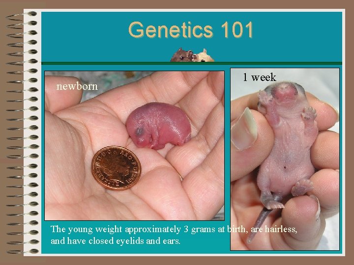 Genetics 101 newborn 1 week The young weight approximately 3 grams at birth, are